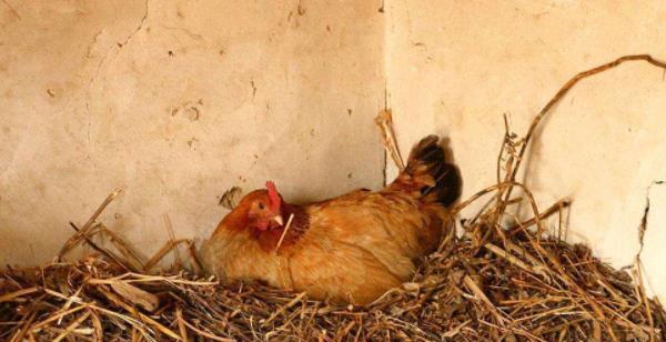 适合春天的口红色号 超有少女感的色号“火狐电竞官网”(图3) 火狐电竞