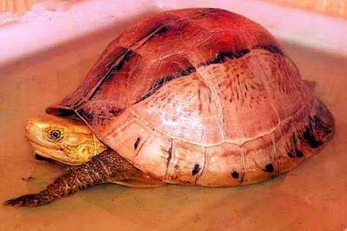 火狐电竞官网|
瞳之夭夭 每只图画闭壳龟都有着谜一般的双眼(图2)