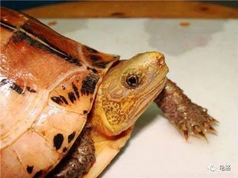 火狐电竞官网|
瞳之夭夭 每只图画闭壳龟都有着谜一般的双眼(图3)