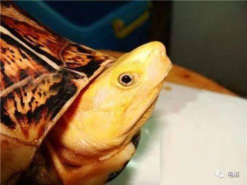 火狐电竞官网|
瞳之夭夭 每只图画闭壳龟都有着谜一般的双眼(图4)