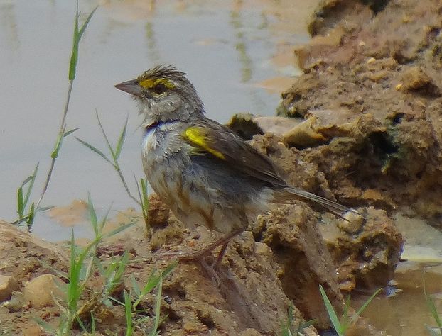 火狐电竞平台-王菲献唱电影《我和我的祖国》同名主题曲 天籁之声唱响国庆档最强音(图1) 火狐电竞官网